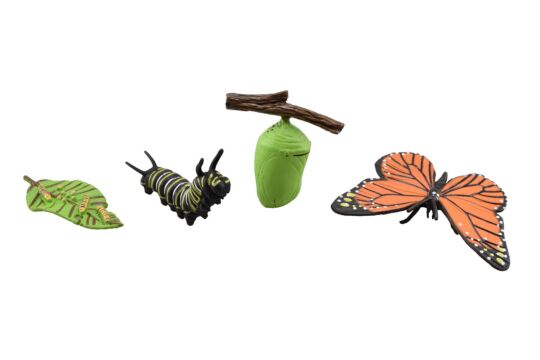 Lebenszyklus Schmetterling