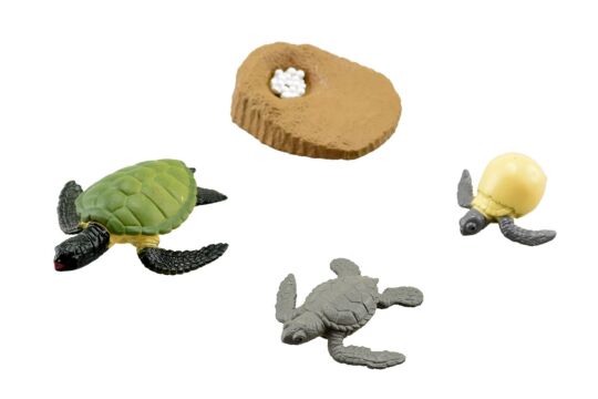 Lebenszyklus Schildkröte