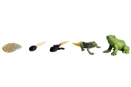 Lebenszyklus Frosch