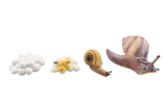 Lebenszyklus Schnecke