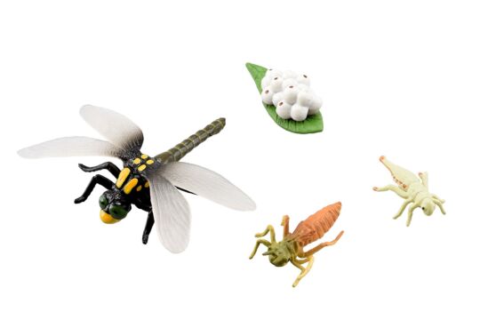 Lebenszyklus Libelle