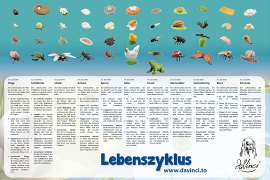 Plakat für Lebenszyklus Insekten