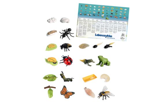 Lebenszyklus Insekten Set - 5
