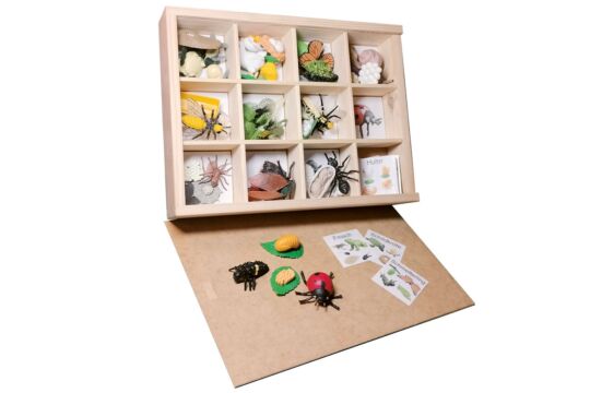 EVO Box Lebenszyklus Tiere - Set 11