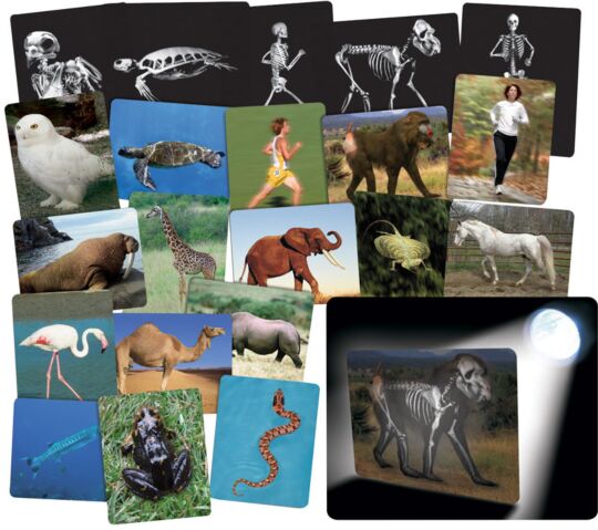 Röntgenbilder Tiere und Menschen - Set 16
