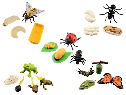 Lebenszyklus Insekten Set - 5