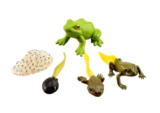 Lebenszyklus Frosch