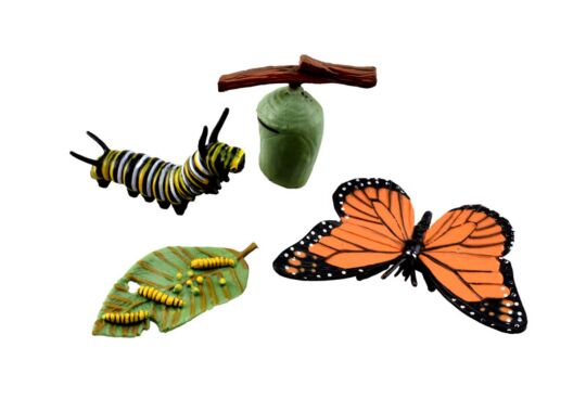 Lebenszyklus Monarchfalter